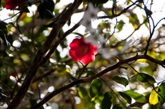 主役はどっちⅠ