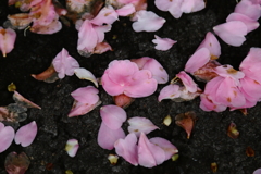 山茶花のバス停Ⅴ
