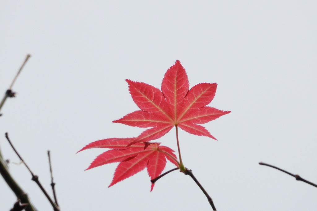もみじ　ⅲ