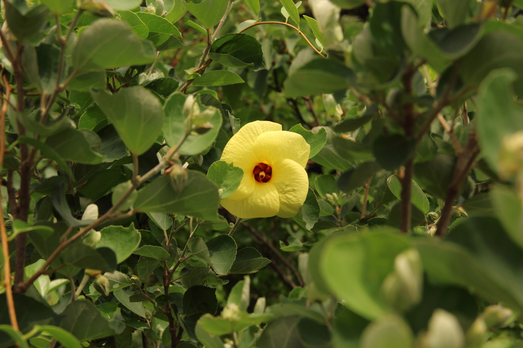 早く梅雨があけないかな～Ⅱ