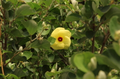 早く梅雨があけないかな～Ⅱ