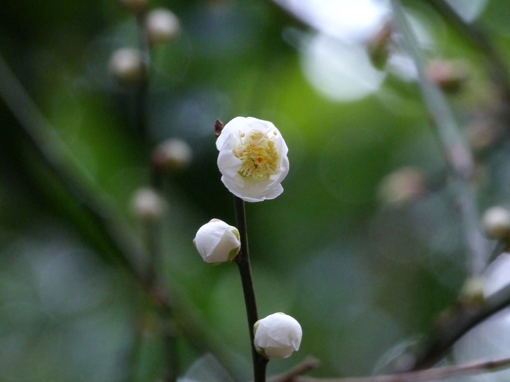 梅の花Ⅰ