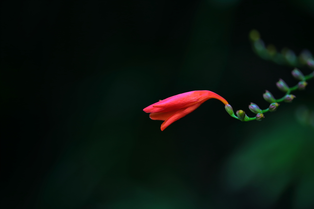 ヒメヒオウギ水仙