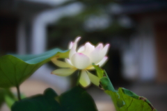 蓮　弐
