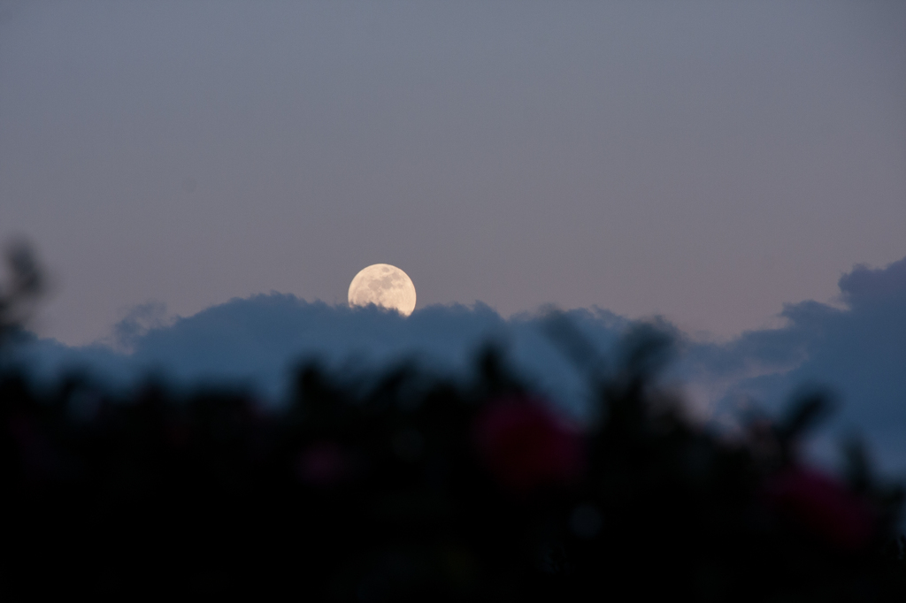 今年最小の・・・Ⅱ