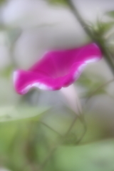 朝顔