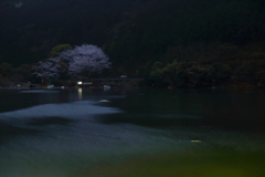 島の夜桜