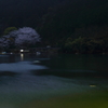 島の夜桜