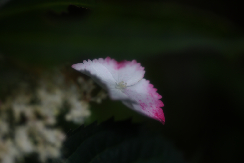 梅雨の晴れ間Ⅳ