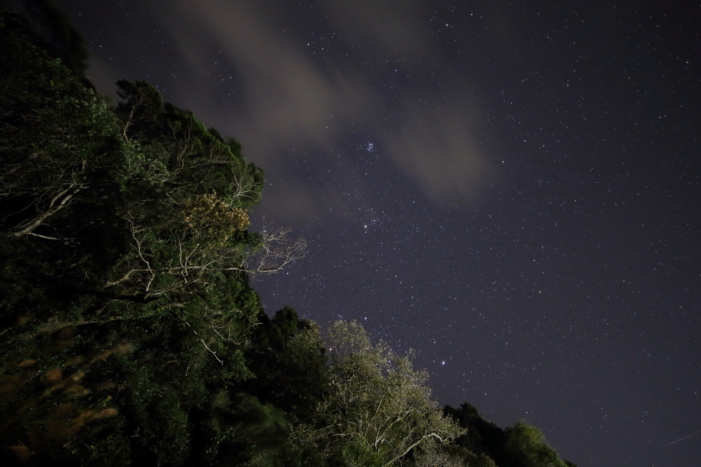 鎮守の森とお星様