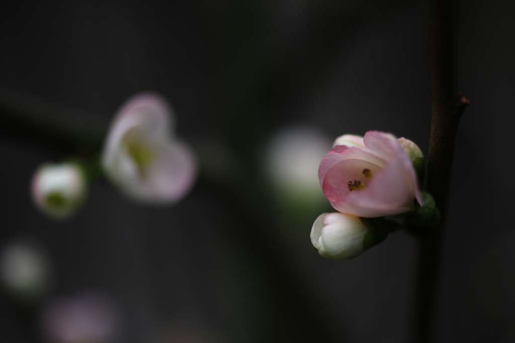 木瓜の花