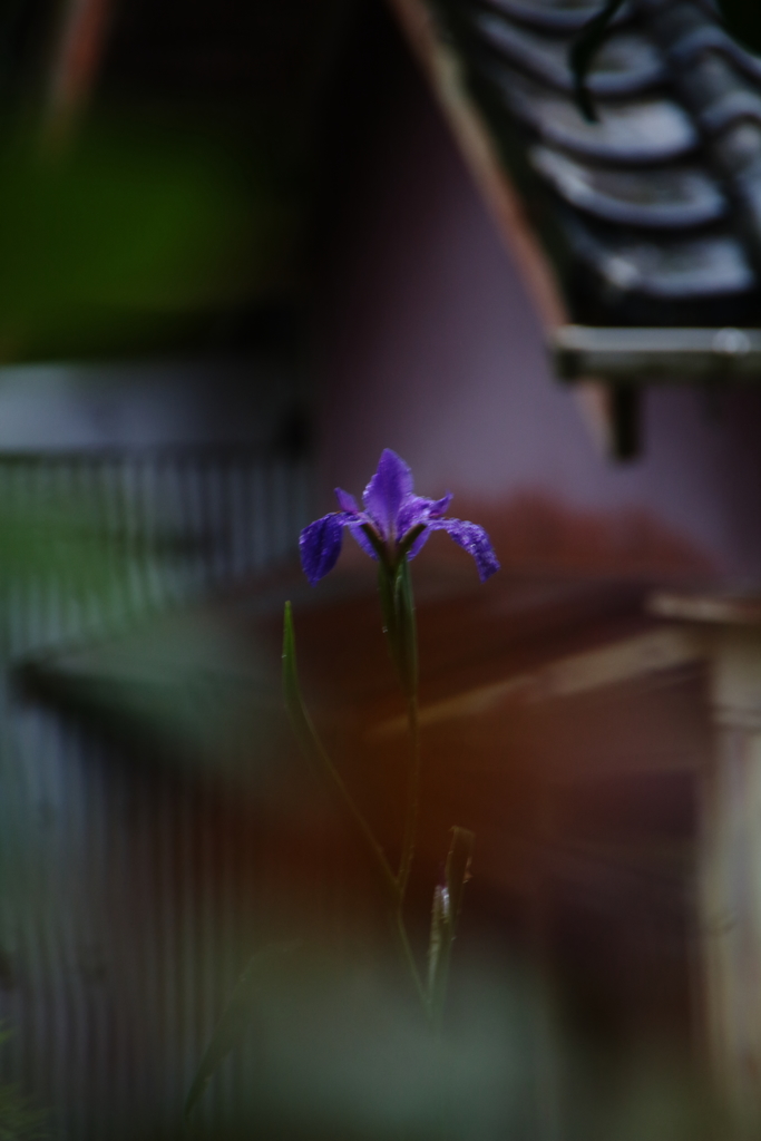 雨に咲く