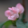 ふんわりと　ⅵ