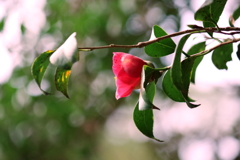 咲く花あれば散る花もⅤ