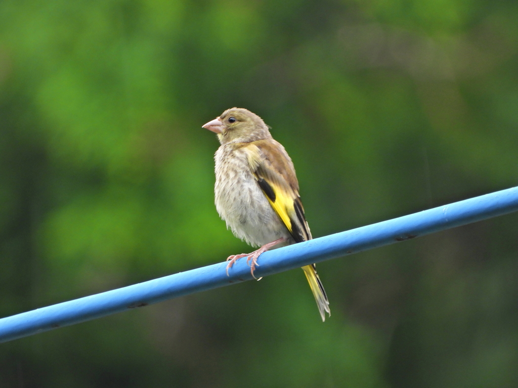 小鳥もソーシャルディスタンス　ⅱ