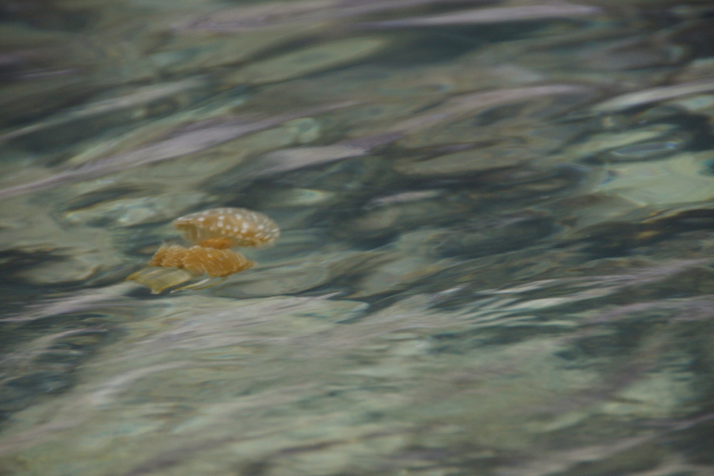 ゆらゆらゆらりⅡ