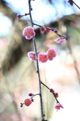 枝垂れ梅　参