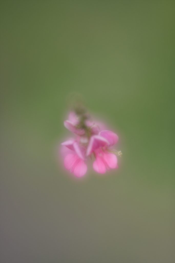 萩の花Ⅱ