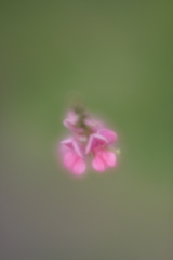 萩の花Ⅱ