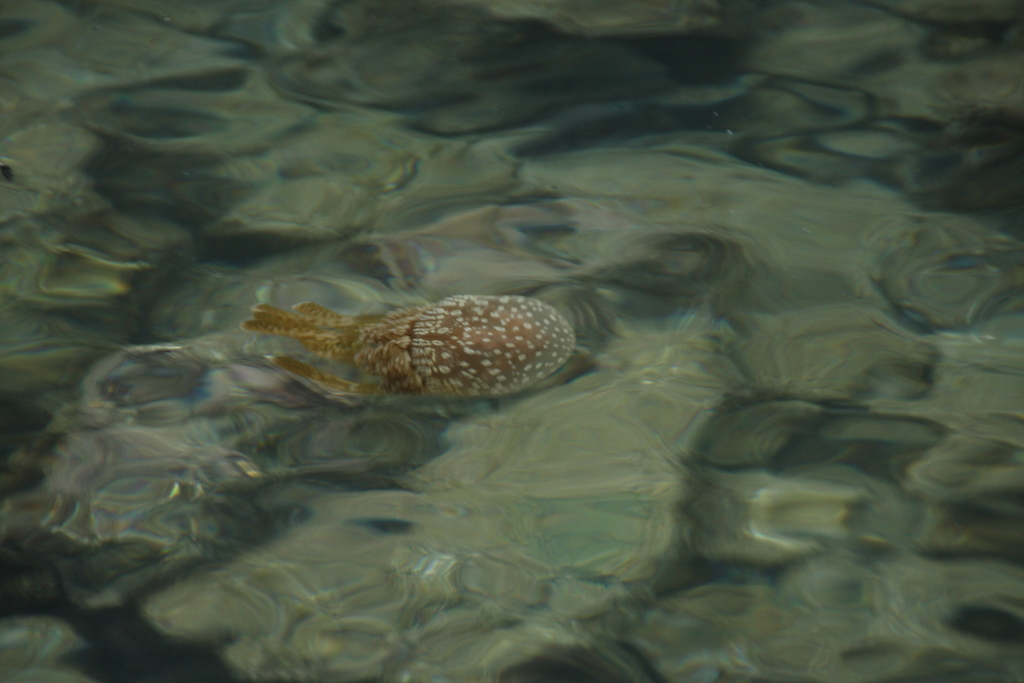 ゆらゆらゆらりⅤ