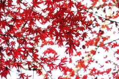 紅葉みっけ