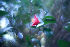 寒蘭展の帰り道　参