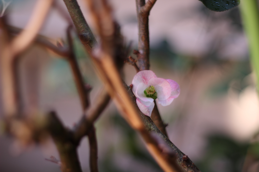 木瓜Ⅱ