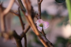 木瓜Ⅱ