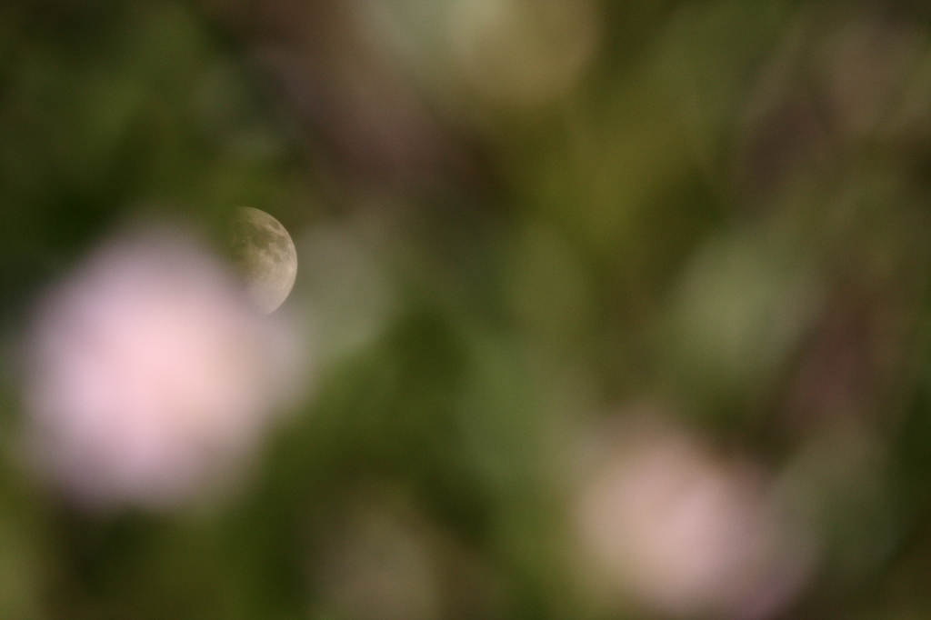 山茶花と月Ⅱ