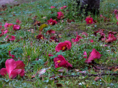 栄華の去りてⅡ