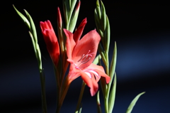 庭の花
