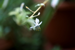 庭に咲く花Ⅴ