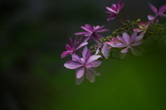 紫陽花Ⅴ