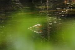 猛暑に涼あり　壱