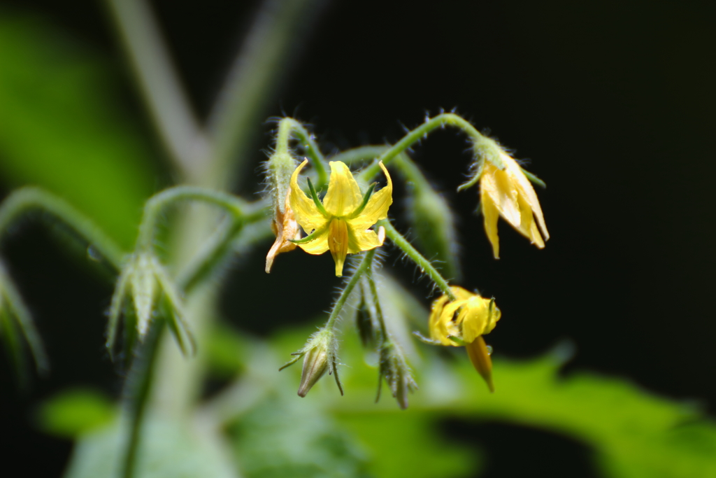 梅雨入りの庭先