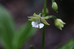 庭の花Ⅱ