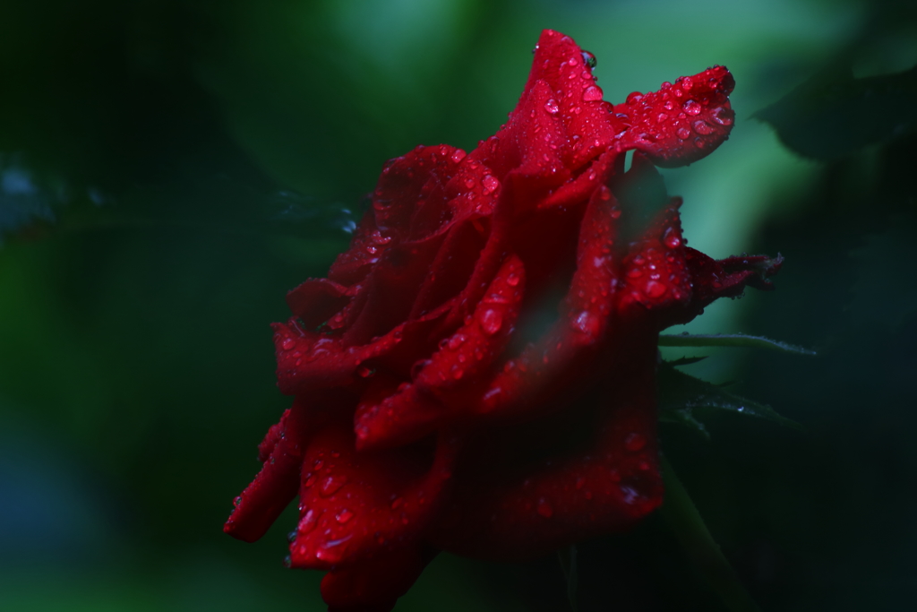 梅雨入りの朝Ⅲ