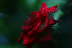 梅雨入りの朝Ⅲ