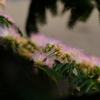 ネムの花　ⅳ