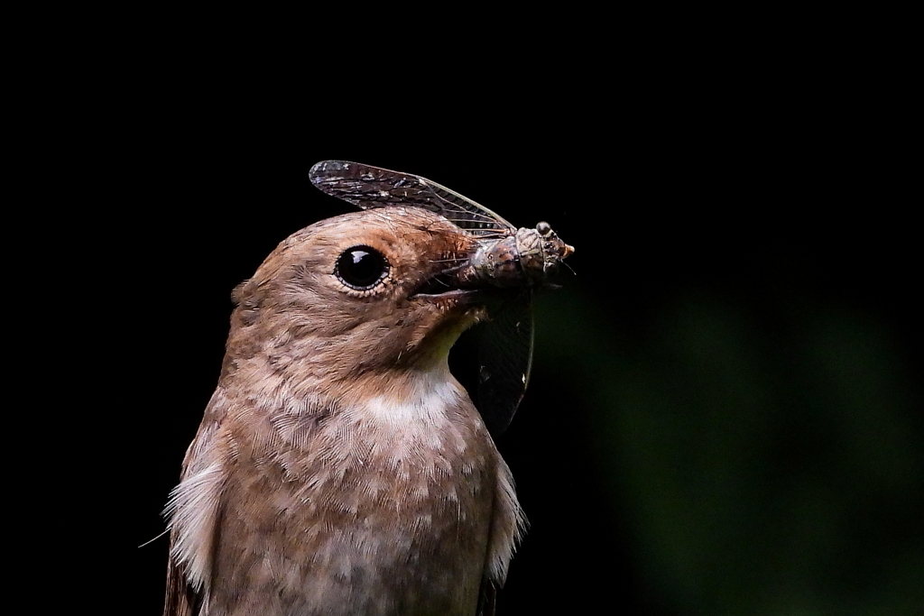 オオルリ♀