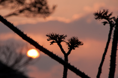 タラの棘をかわして