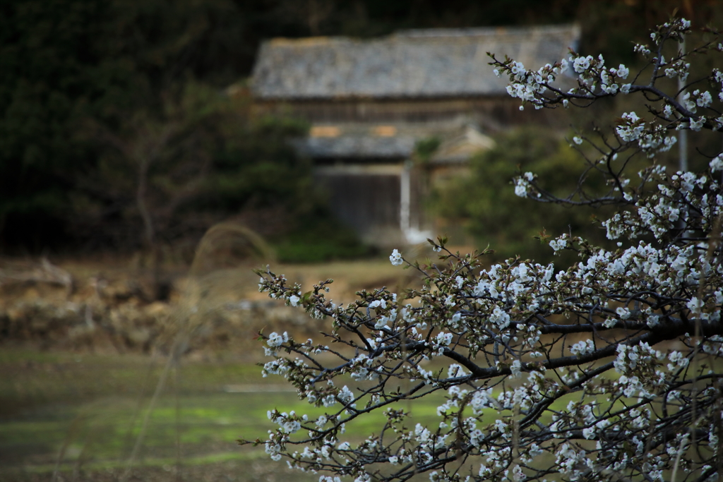 磯辺の桜　壱