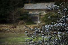 磯辺の桜　壱