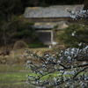 磯辺の桜　壱