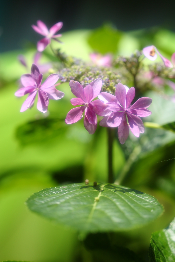 紫陽花