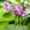 紫陽花