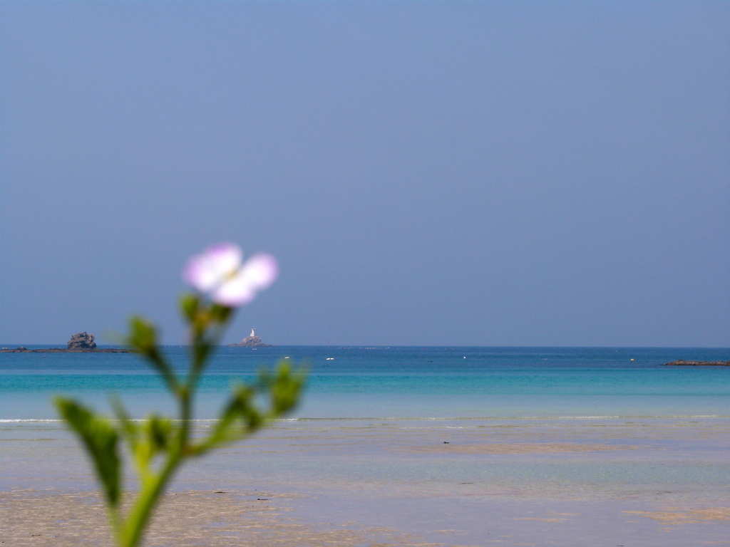 ハマダイコンと青い海Ⅴ