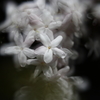 庭の花たちⅣ