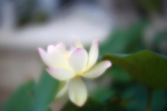 蓮　壱