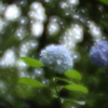 新と旧Ⅱ